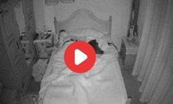 Vidéo Pendant que l’homme était au travail, une caméra cachée a filmé sa femme et son chien