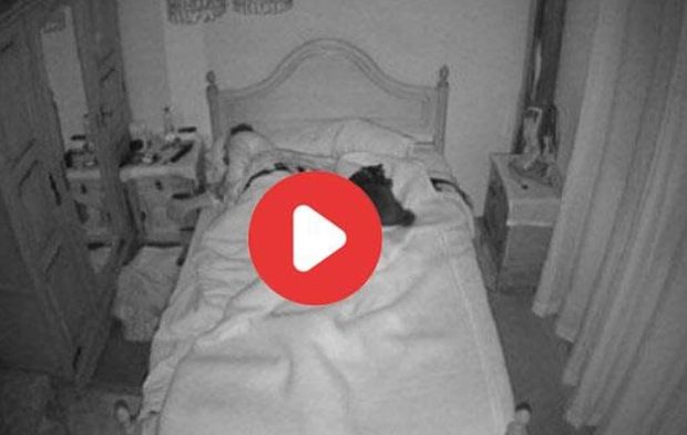Vidéo Pendant que l’homme était au travail, une caméra cachée a filmé sa femme et son chien